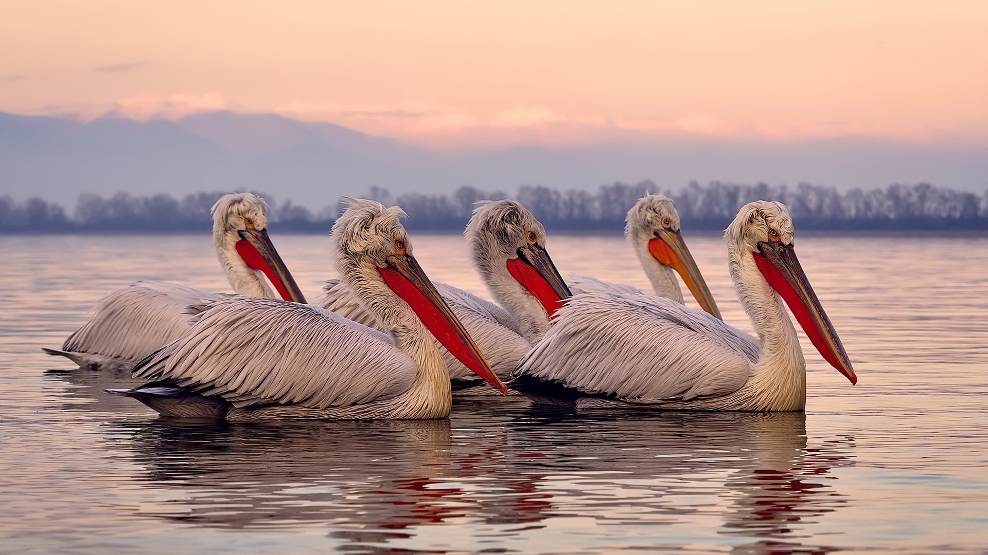 76人新秀发起“街头公益投篮挑战”,筹款超50万美元,76人篮球裤