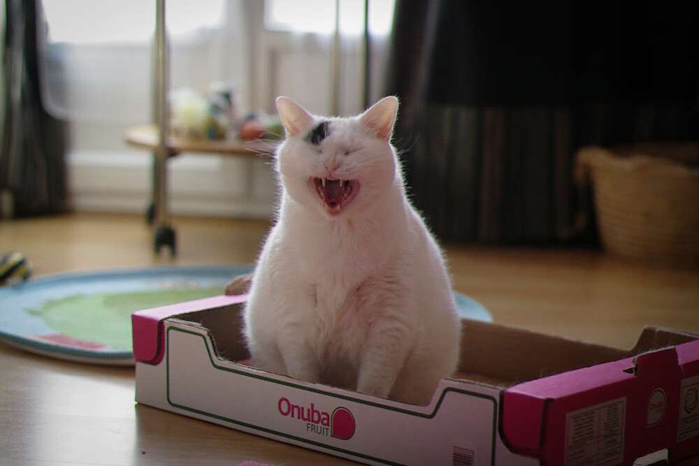 九游-“幕后策略：车队的智谋决胜”