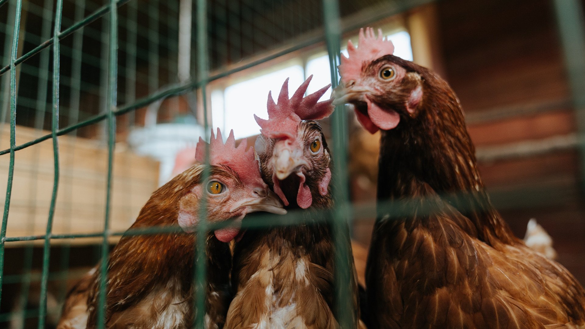 快速反击：北京队利用速度优势多次得分！，北京队赢了吗