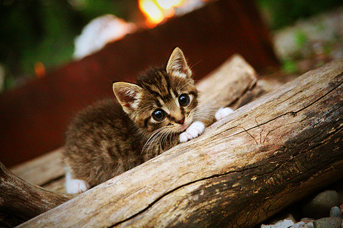 德甲联赛天价引援不断，豪门布局未来，德甲intro