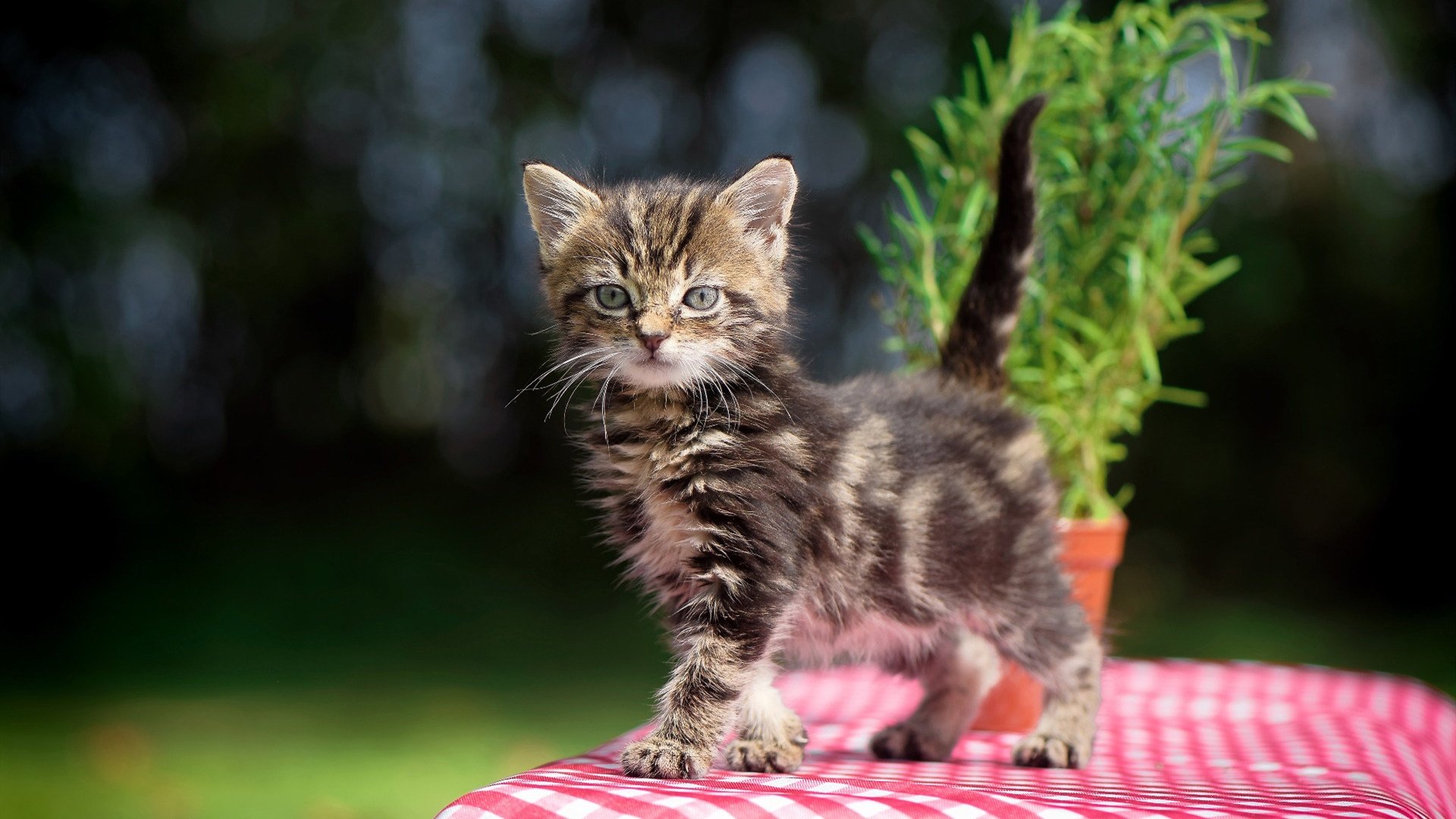 星空下的夜间徒步，感受黑暗中的运动魅力，夜晚徒步的说说