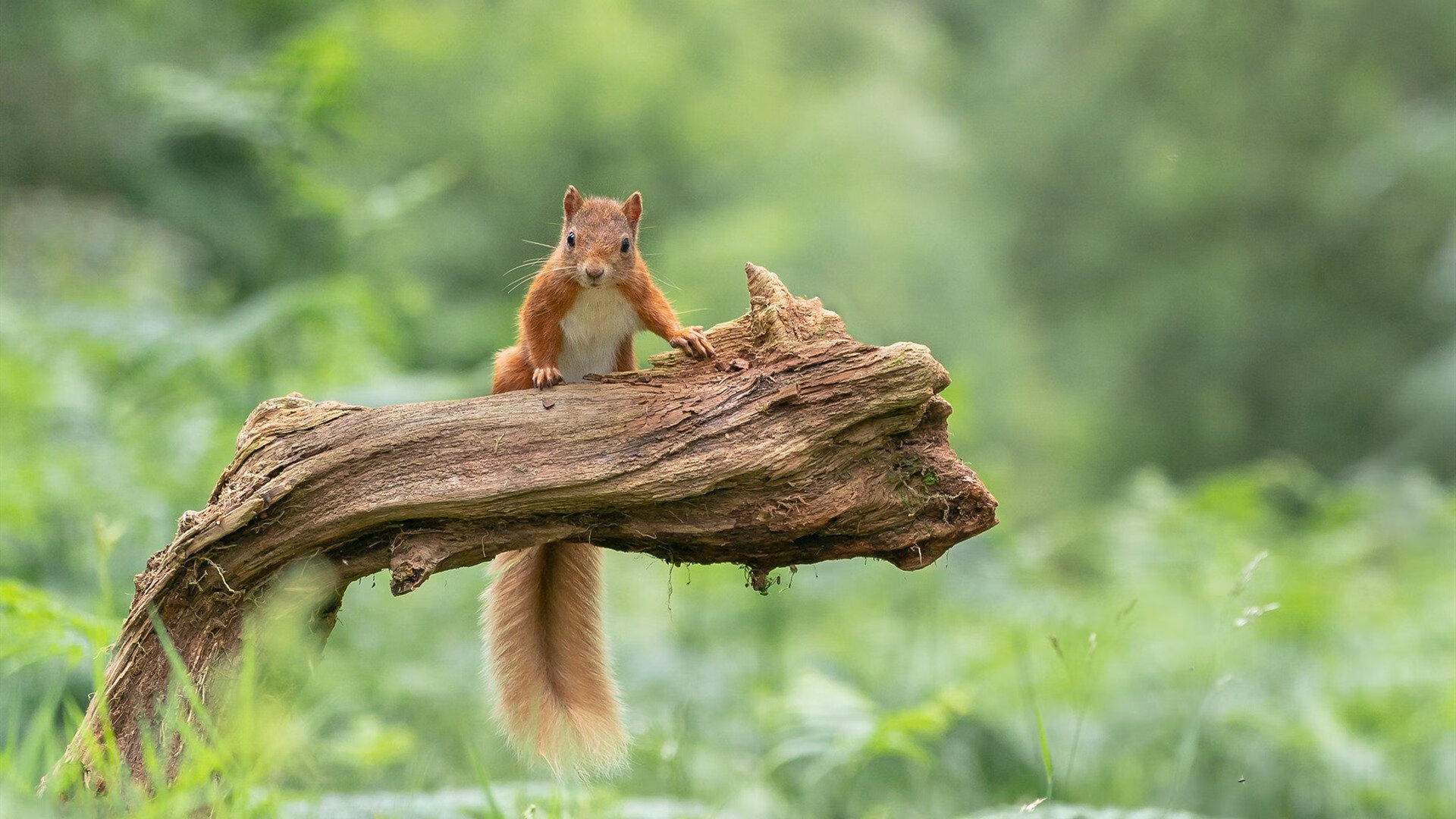 新型足球运动员心理调节系统推广，助力青少年职业成长，足球心理学