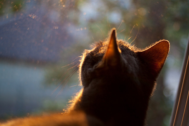 赛场上“绝佳配合”的背后：团队合作的艺术，团队完美配合