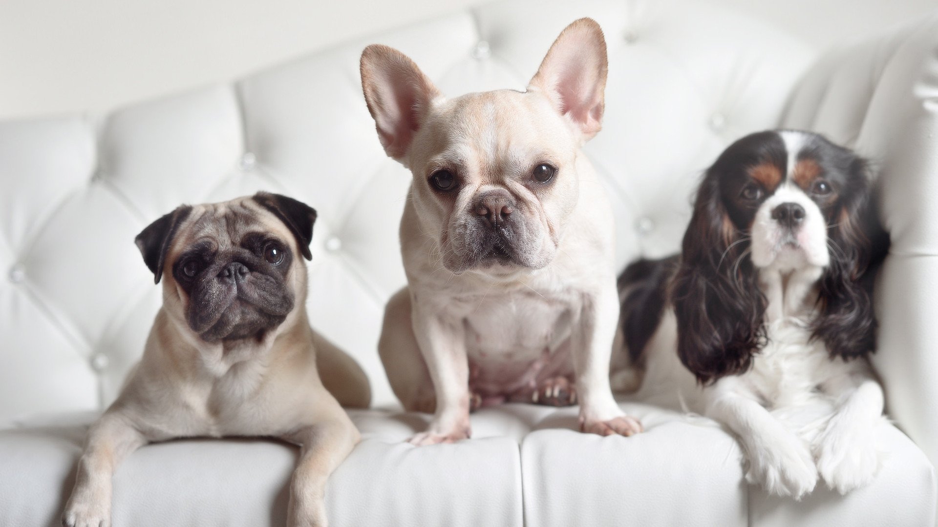 G联赛球队新秀表现引关注,nba g联赛球队