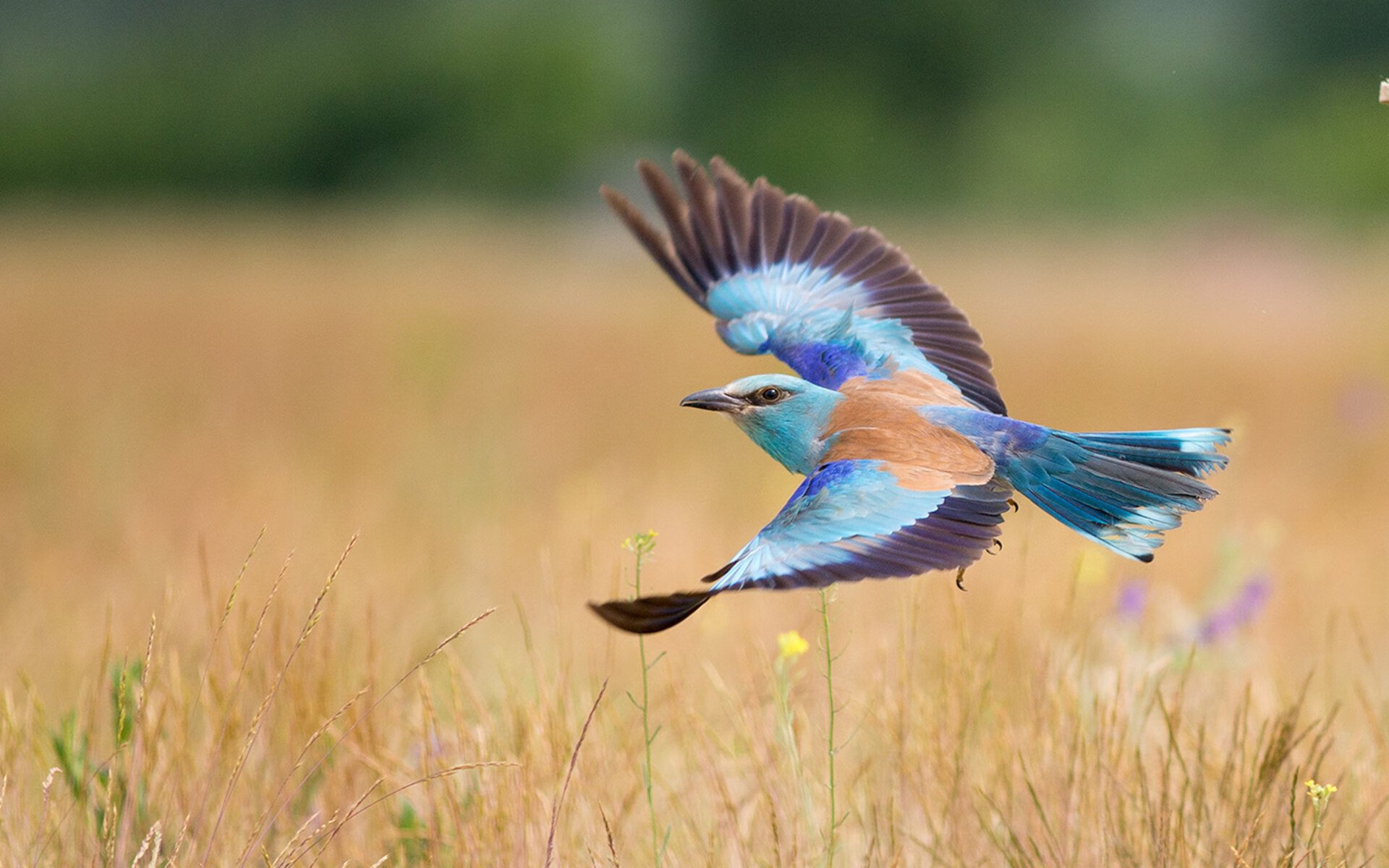 凯尔特人逆转太阳，抢七大战中塔图姆连续抢断建功，凯尔特人塔图姆新冠