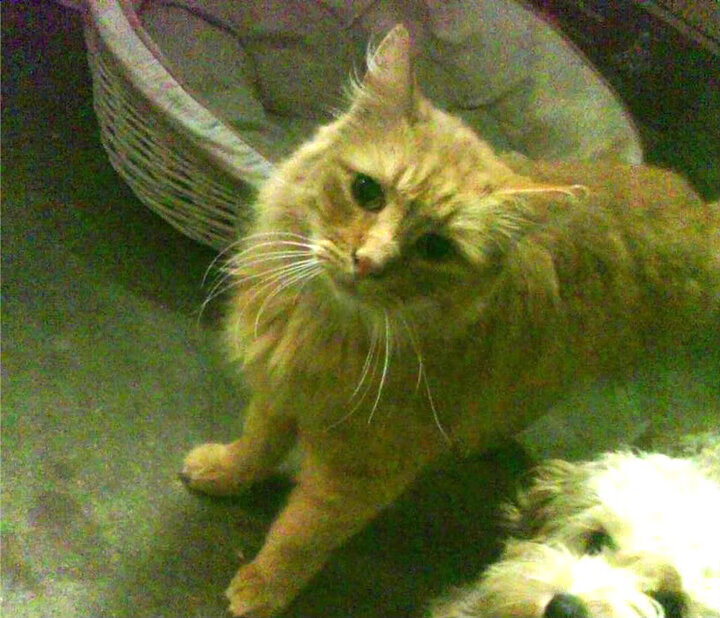 九游9游-尼日利亚青年球员获得更多机会，尼日利亚球队强不强