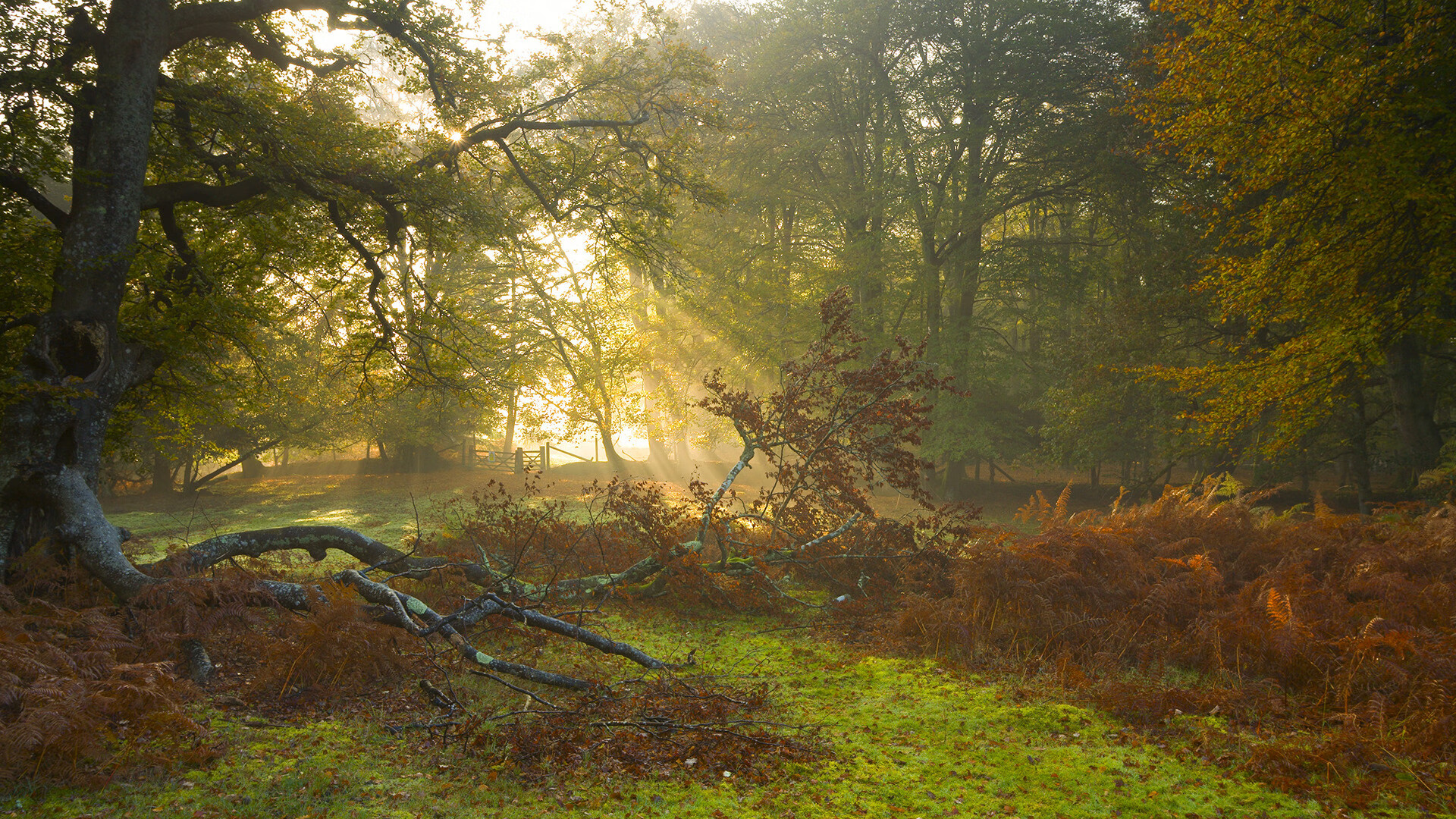 九游-巴塞罗那主场越战越勇登顶西甲积分榜，巴塞罗那西甲战绩
