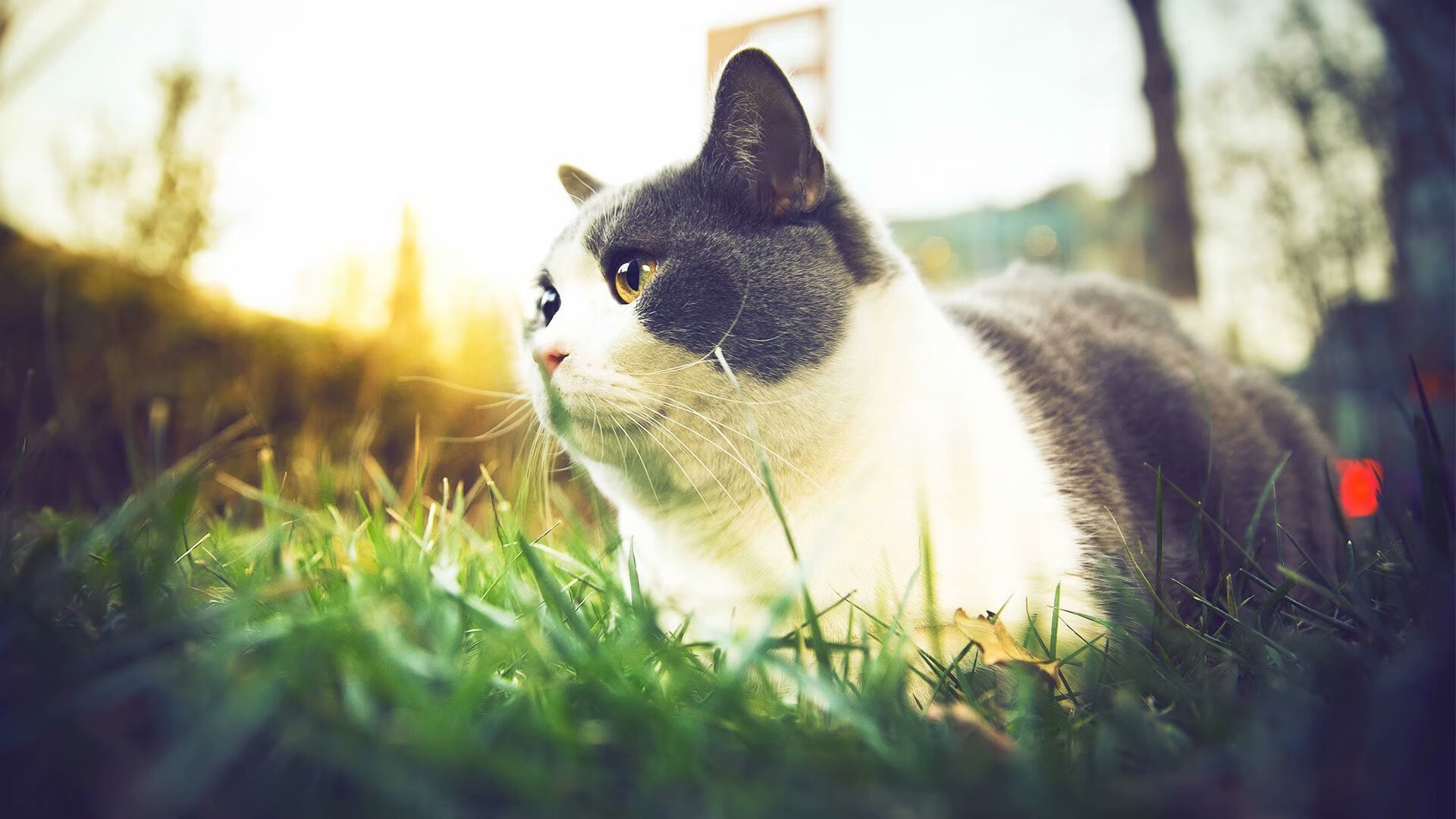 布雷斯特俱乐部在近期比赛中取得胜利,追赶前方,布雷斯特足球队