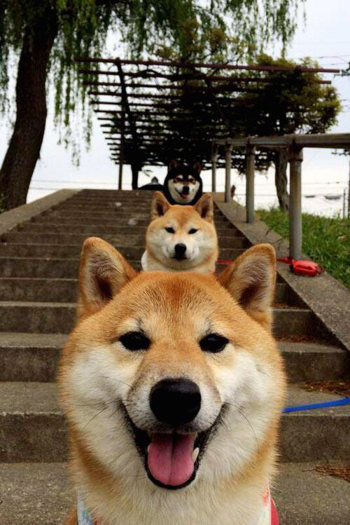 九游游戏中心官网-沃尔夫斯堡主场2-0战胜美因茨，状态回暖，沃尔夫斯堡对阵美因茨