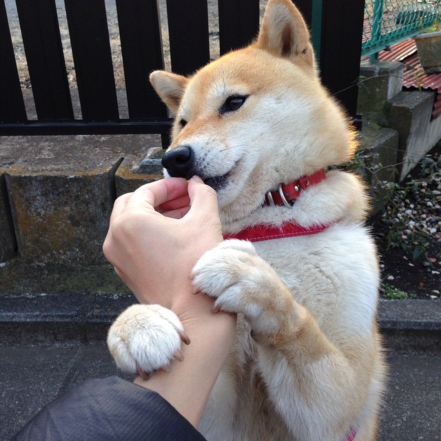 荷兰队在世界杯外围赛事中表现出色，荷兰国家队世界杯