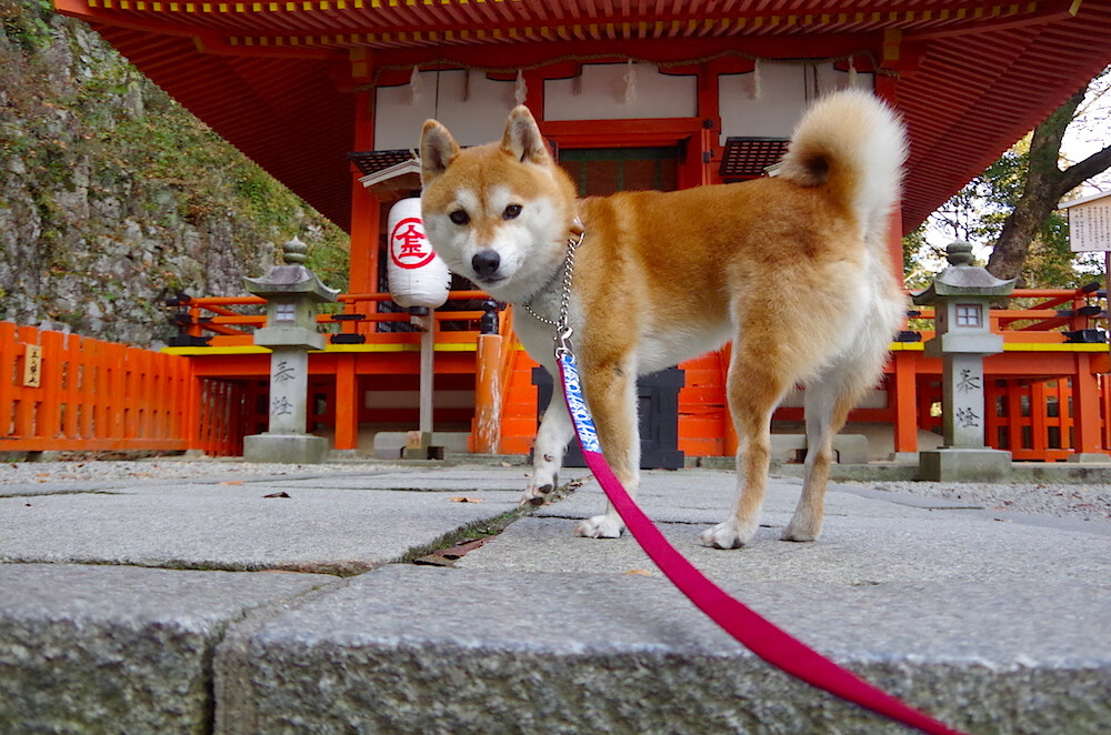 诺里奇城年轻阵容积极，黄蜂军团力求突破，诺里奇治安