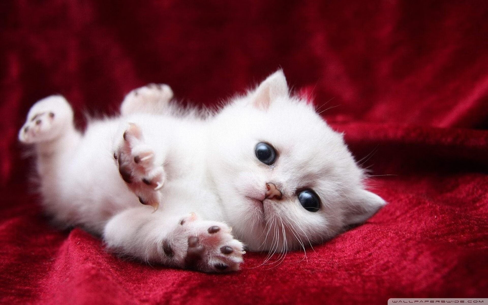 中国篮球职业联赛经济效益分析及发展策略研究，全国篮球联赛优势