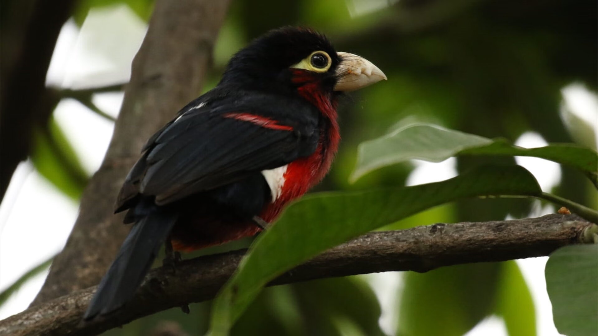 篮球运动员伤病风险评估与管理,职业篮球运动员伤病级别排行