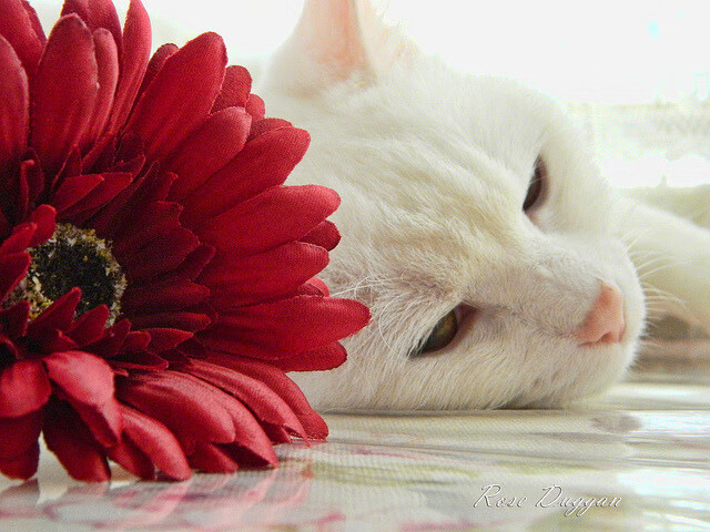 九游娱乐官网 (jiuyou)-CBA社交平台直播刷新纪录微博互动增强，cba论坛社区