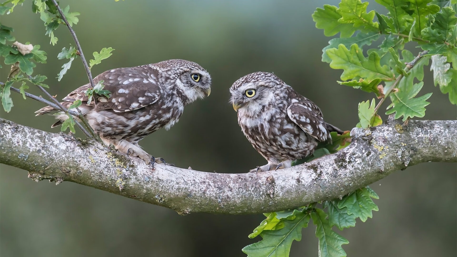 九游官网pc-中路直塞次数减少是否因对方防守密度提升，直塞最强的中场