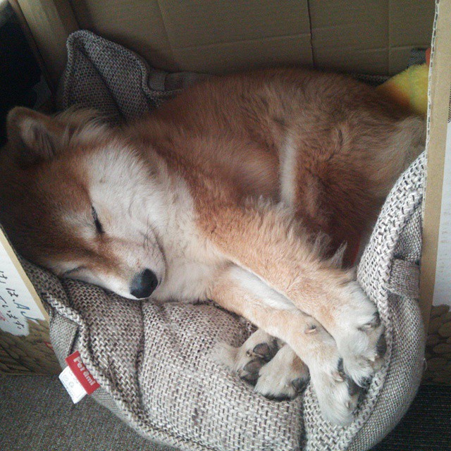 九游下载安装-亚特兰大双前锋配合打破得分沉寂，亚特兰大前锋被绿