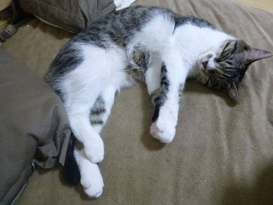 九游网游官网-球星在快节奏比赛中的得分效率表现，球星在快节奏比赛中的得分效率表现是什么