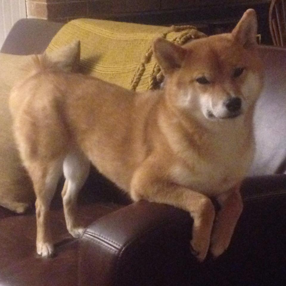 中学篮球课程加入比赛录像分析提升战术理解与实战意识，中学篮球课教学视频