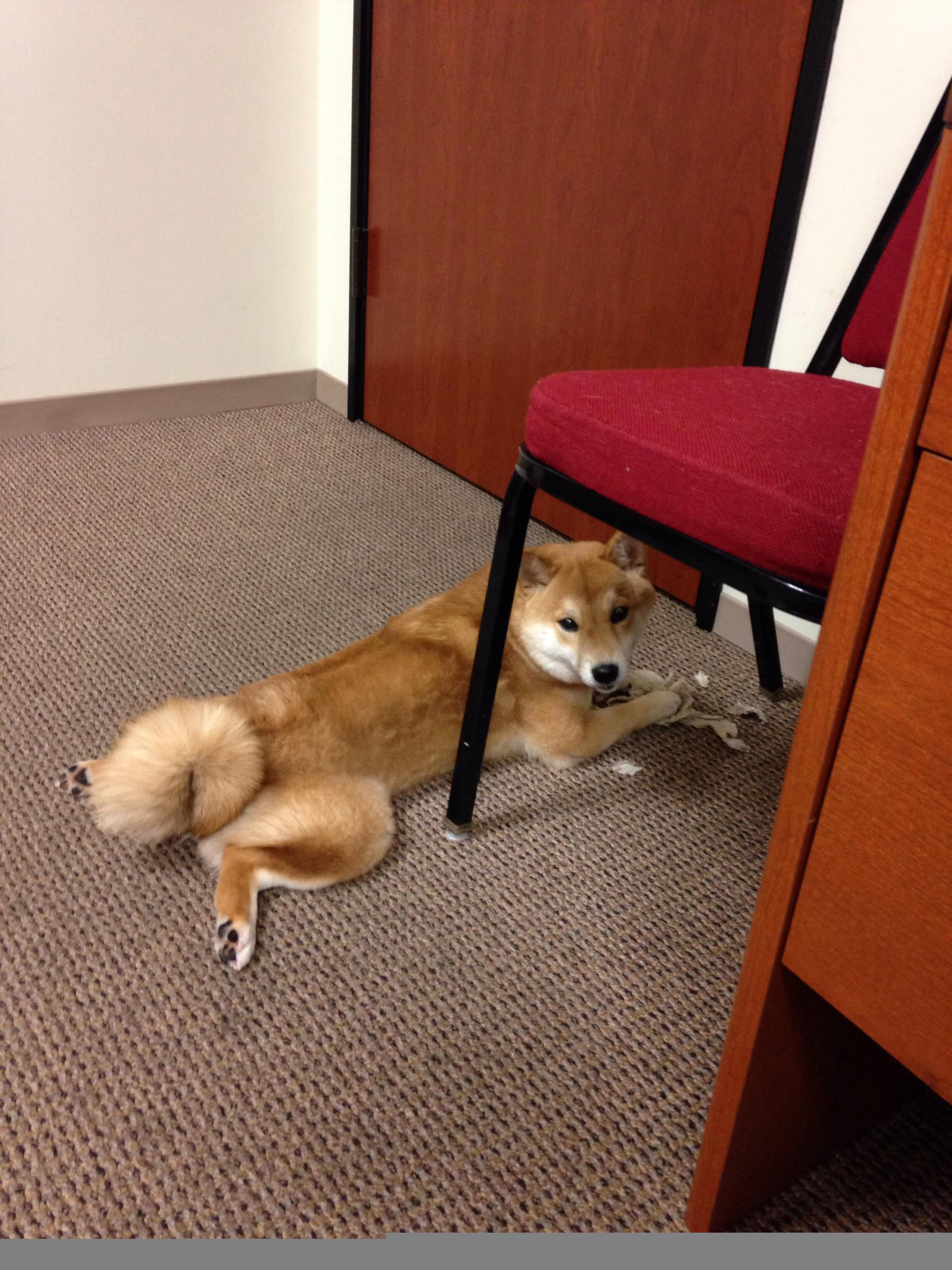 九游9游-美洲杯逆境中崛起：英雄辈出的时刻！，“美洲杯”